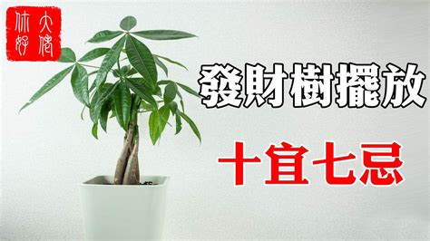 進財樹風水|發財樹有哪些？花月、馬拉巴栗都上榜，5大訣竅。